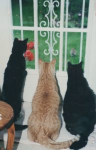 pet loss support group class-image of 3 cats looking out window