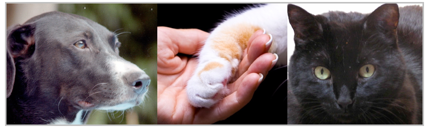 Teresa Wagner pet loss grief support. Image dog, cat paw in hand, cat