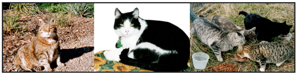 Healing pet loss workshop-image tiger cat, black and white cat, feral cats