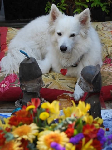 Healing pet loss workshop-image copyright Chrisopher Barret-White dog at altar with flowers