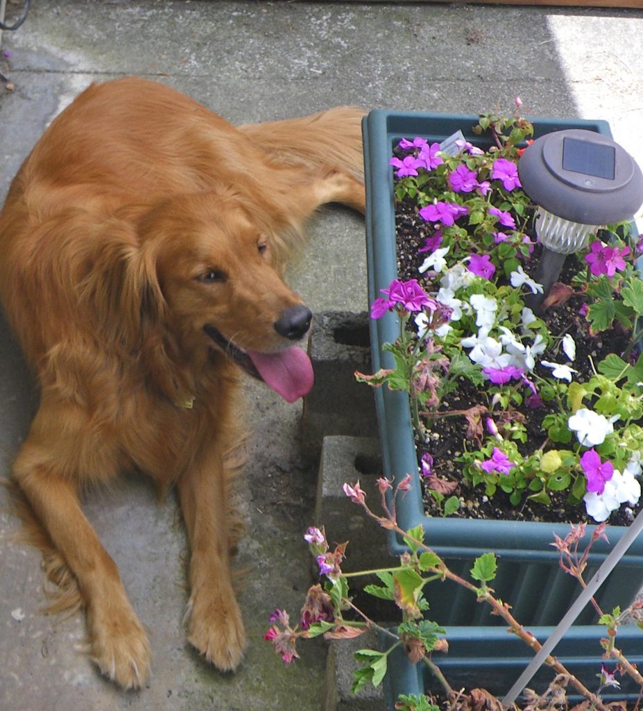 EFT for pet loss-image of golden retriever dog