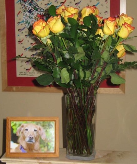 pet loss during holidays-Roses to honor a dog who transitioned