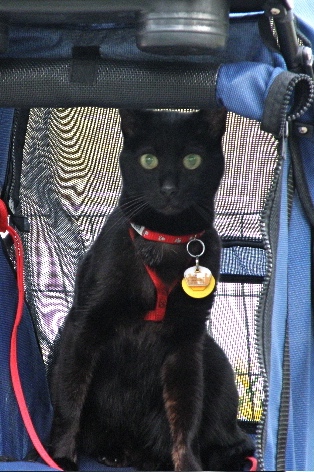 Animal hospice-Black cat in stroller