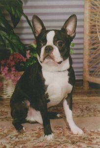 Animal communication-Black and white Boston Terrier