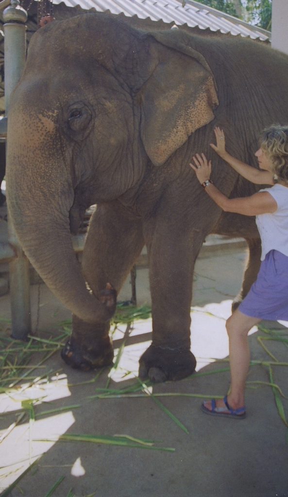 Elke Riesterer healing elephant