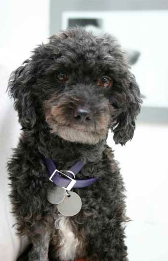 Counseling Skills for pet loss-image Black do Kai, beloved dog of Ruth Martin