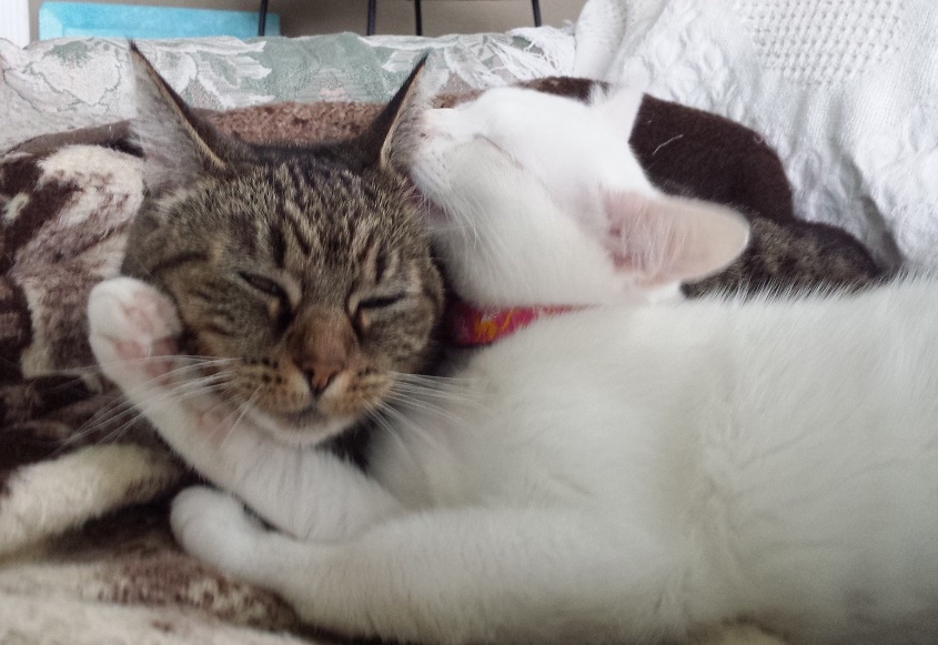 Compassion Fatigue of Pet Loss Grief Counselors-image of white kitty grooming her gray tiger sister cat