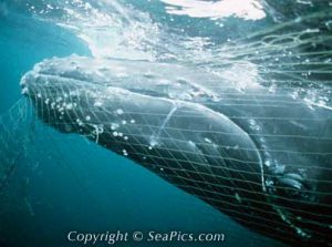 Whale entangled in fishing gear