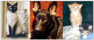 Siamese cat, black dog, little kittens