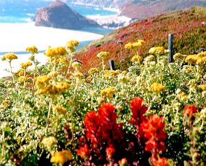 Golden yarrow growing in Big Sur, CA