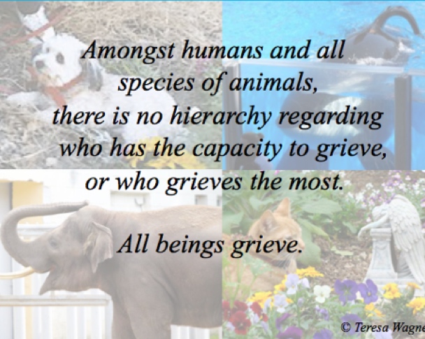 Animals Grieve Too